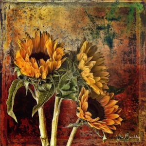 Viv Buckley